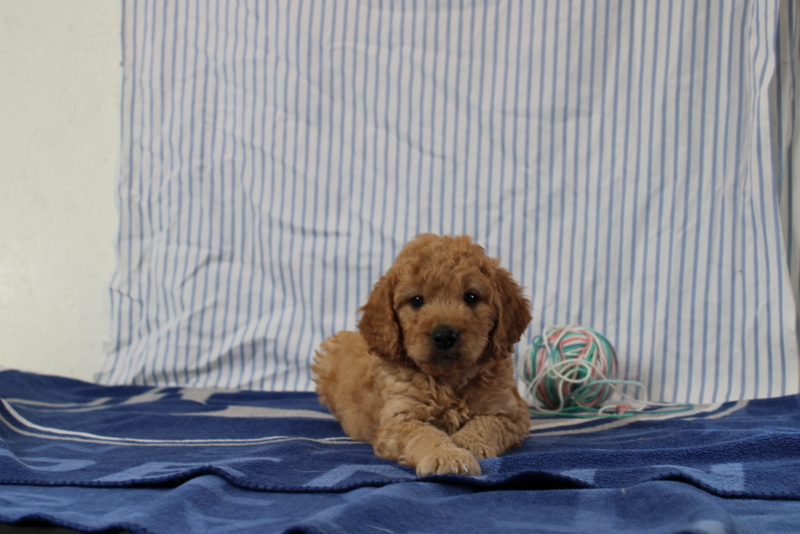 puppy, for, sale, Mini Golden Doodle F1, Matthew B. Stoltzfus, dog, breeder, Gap, PA, dog-breeder, puppy-for-sale, forsale, nearby, find, puppyfind, locator, puppylocator, aca